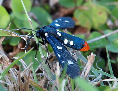 [Side view of a blue moth with white dots on its body and wings. At the end tip of the body is a red section. The leges of this moth are blue with one or two small white sections.]